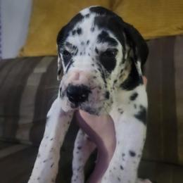 Bronwyn - Harlequin female Great Dane puppy in Pollock, Louisiana from Danes Done Right