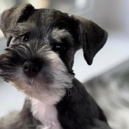 Miniature Schnauzers from Hammond's Mini Schnauzers