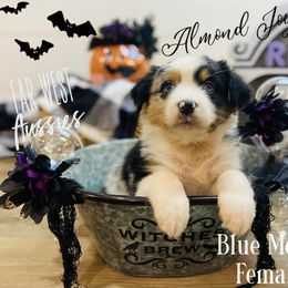 Australian Shepherd Puppies from Far West Aussies