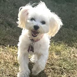 Pearl - Maltese