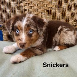 Boy 3 - Red merle male Miniature Australian Shepherd puppy in Roseville, California from Golden State Mini Aussies