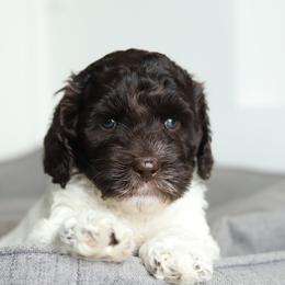 Yellow - Chocolate male Australian Labradoodle puppy in Williamstown, New York from Lewis Manor Labradoodles