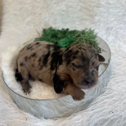 Captain Hook - Sable merle male Bordoodle puppy in Valley Center, California from Circle R Valley Bordoodls