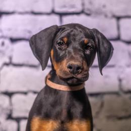 Lavender Girl - Black and rust female Doberman Pinscher puppy in Shelby, North Carolina from IronBee Dobermans
