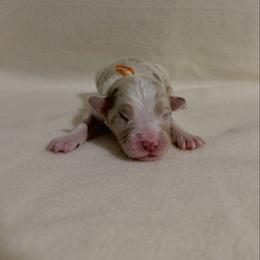 Orange Ribbon Red Merle Girl 2 - Red merle female Australian Shepherd puppy in Dundee, Ohio from Aussies Of Circle H