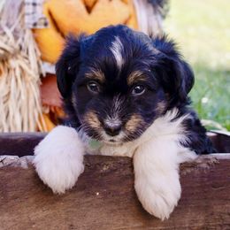 Green Girl - Black tri-color female Aussiedoodle puppy in Burkesville, Kentucky from Bline’s Awesome Aussies & Doxies at the Bline Family Farm