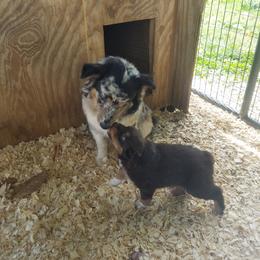 Australian Shepherd Puppies from Covenant View Farm Australian Shepherds