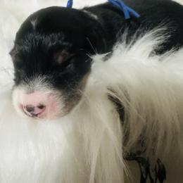 Aussiedoodle and Miniature Australian Shepherd Puppies from The Finished Dog