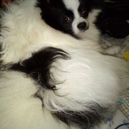 Pomeranians from Paw Prints Kennels of Kentucky