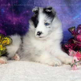 Jupiter - Blue merle and white female Shetland Sheepdog puppy in Elk, Washington from Asgard Shetland Sheepdogs