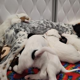 Girl 3 - Orange belton female English Setter puppy in Tiskilwa, Illinois from First Harmony Farms