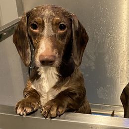Dachshunds and English Springer Spaniels from Clucking Homestead Springers & Dachshunds