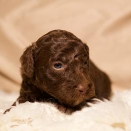 Cupid (Black Collar) - Chocolate male Goldendoodle puppy in Palmetto Bay, Florida from SOMIDOODLES