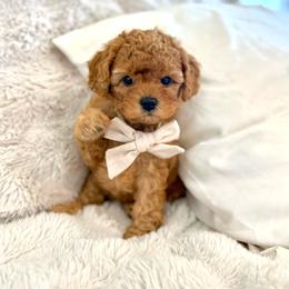 Seven - Red male Cavapoo puppy in Queen Creek, Arizona from Sunny Doodles