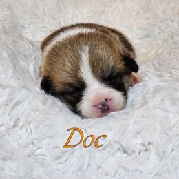 Boy 7 - Pembroke Welsh Corgi puppy from Five Heart's Corgis