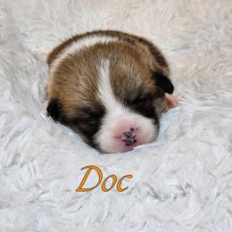 Boy 7 - Pembroke Welsh Corgi puppy from Five Heart's Corgis
