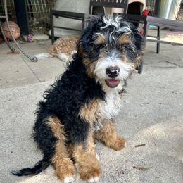 Assorted Doodle Crosses, Aussiedoodles, Bernedoodles, Cavapoos, Goldendoodles, and Sheepadoodles from Happy Top Doodles
