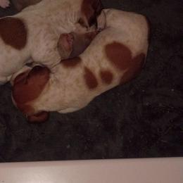 Grandson - Red male Dachshund puppy in Gracemont, Oklahoma from Frank's Mini Doxies