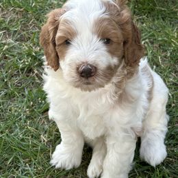 Bernedoodle, Poodle, and Soft Coated Wheaten Terrier Puppies from Whoodles of Wyoming
