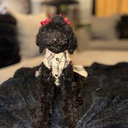 VICTORIA SECRET PINK GIRL - Black female Poodle puppy in Porter, Texas from KD's Luxury Nursery