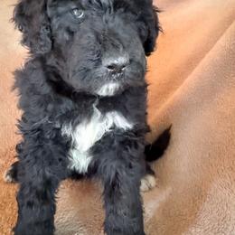 Phoebe - Black and white female Bernedoodle puppy in Grant City, Missouri from Timberline Paws