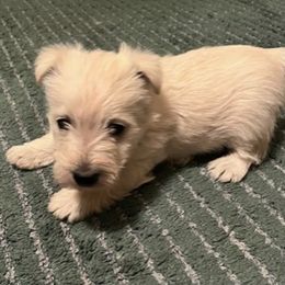 Scottish Terrier Puppies from Judyz Scotties