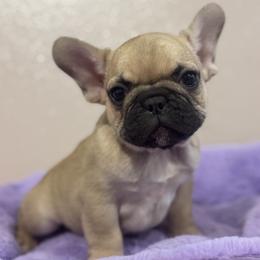 Female fawn - Fawn female French Bulldog puppy in Nevis, Minnesota from Faithful Acres French Bulldogs