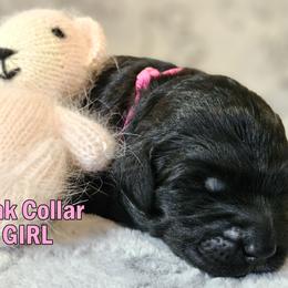 Pink Collar - Black female Double Doodle puppy in Jeddo, Michigan from Bert's Doodles