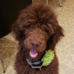 Poodles from House of Bleu Poodles