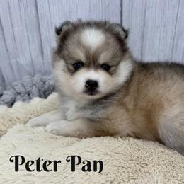 Petter Pan - Silver and white male Pomsky puppy in Eastman, Georgia from Once Upon A Pomsky
