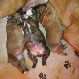 Boxer Puppies from SmashBox Kennel