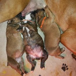 Boxer Puppies from SmashBox Kennel