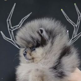 Dream - Blue merle female Pomeranian puppy in Salem, Oregon from BP PUPS