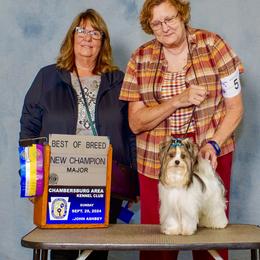 Boy 2 - male Biewer Terrier puppy in Jonestown, Pennsylvania from AKC Xtreme Biewer Terriers...