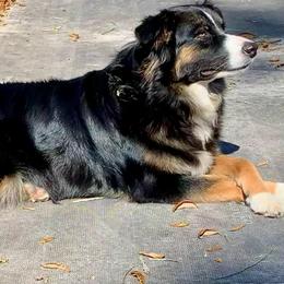 Oakley - Black tri-color female Australian Shepherd puppy in Yulee, Florida from Towkach Mini Ranch