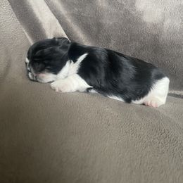 Shih Tzu Puppies from Free Range Shih Tzus