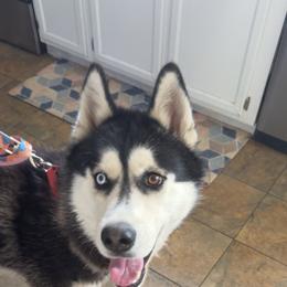 Buddy - Black and white male Siberian Husky puppy in West Baldwin, Maine from Douglas Mountain Farm and Kennel