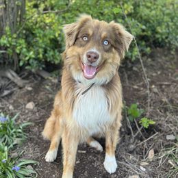 Rifle - Australian Shepherd