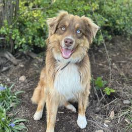 Rifle - Australian Shepherd