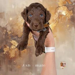 Ash - Chocolate male Goldendoodle puppy in Canton, Georgia from Teddy Puppies