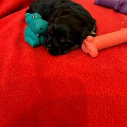 Cavalier King Charles Spaniel Puppies from DunEakins Cavaliers