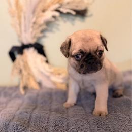 Breeze - Cream male Pug puppy in Smiths Station, Alabama from Magnolia Pugs
