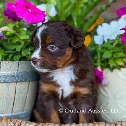Sprite - Red tri female Miniature Australian Shepherd puppy in Oklahoma City, Oklahoma from Outland Toy & Mini Aussies