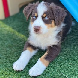Logan - Red tri-color male Australian Shepherd puppy in Ramona, California from Blue Moon Aussies