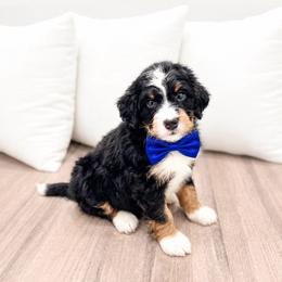 Male 0779 - Tri-color male Bernedoodle puppy in Ormond Beach, Florida from Florida Coast Doodles