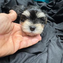 Silas grey collar - Black & tan tri-color male Morkie puppy in Taylorsville, North Carolina from Mountain Top Hot Tailz