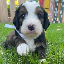 Bernedoodles from Best Friend Bernedoodles