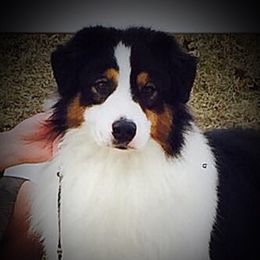 Tyler - Australian Shepherd