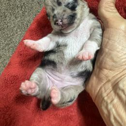 Girl 1 - Merle female Chihuahua puppy in Polo, Missouri from Blue Tails Farm