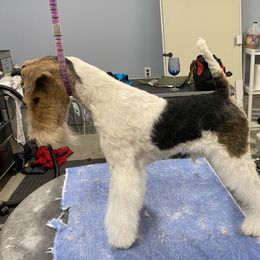 Liam - Wire Fox Terrier